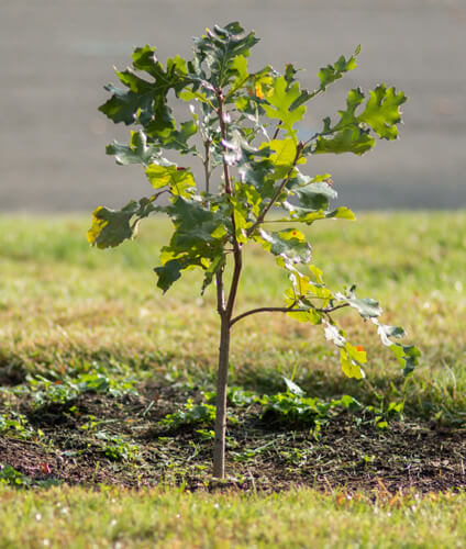 Baby Tree