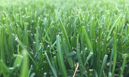 Lawn Services