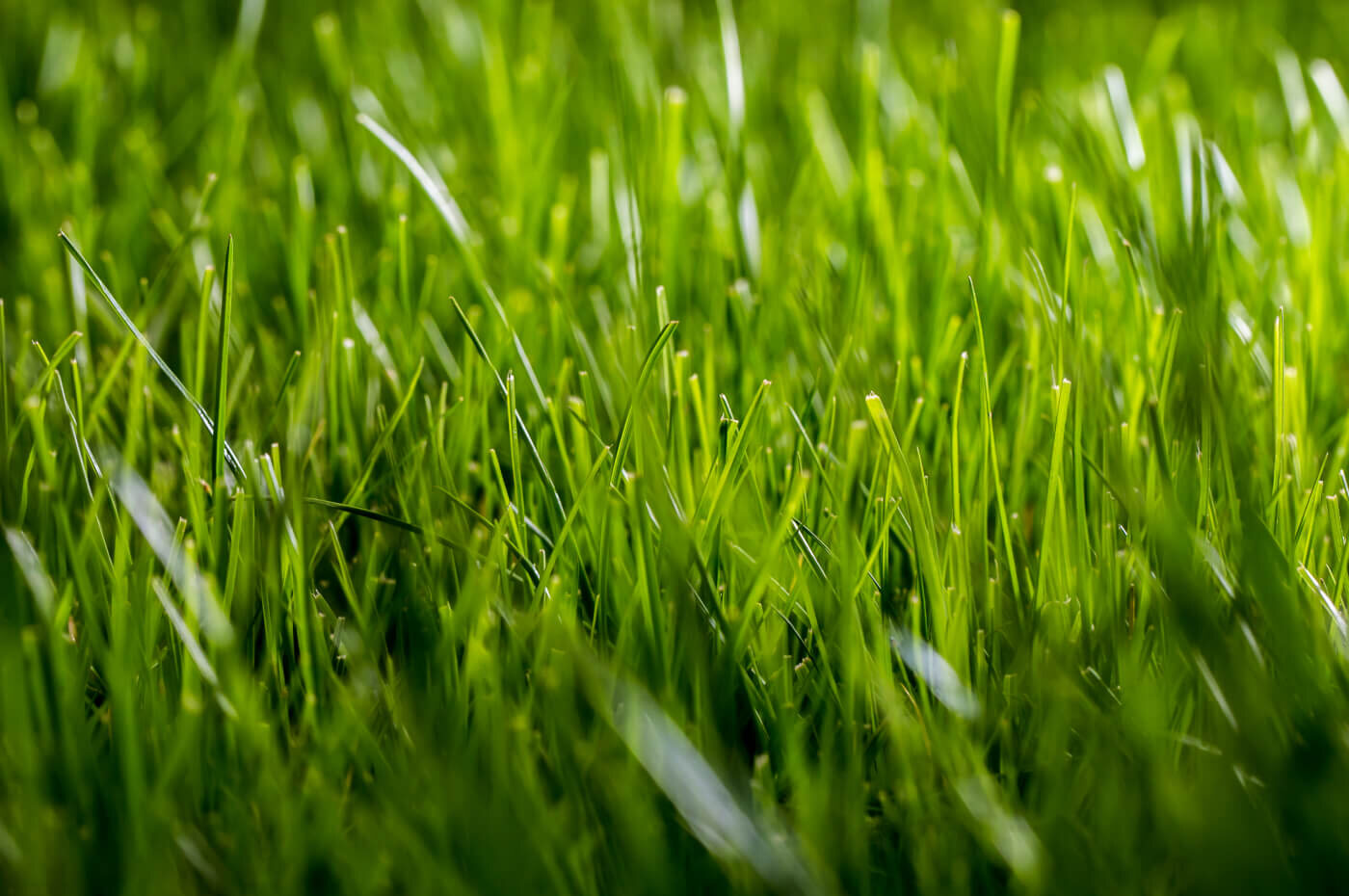 Lawn Services
