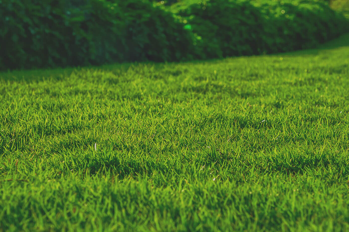 Spring Cleanup Packages