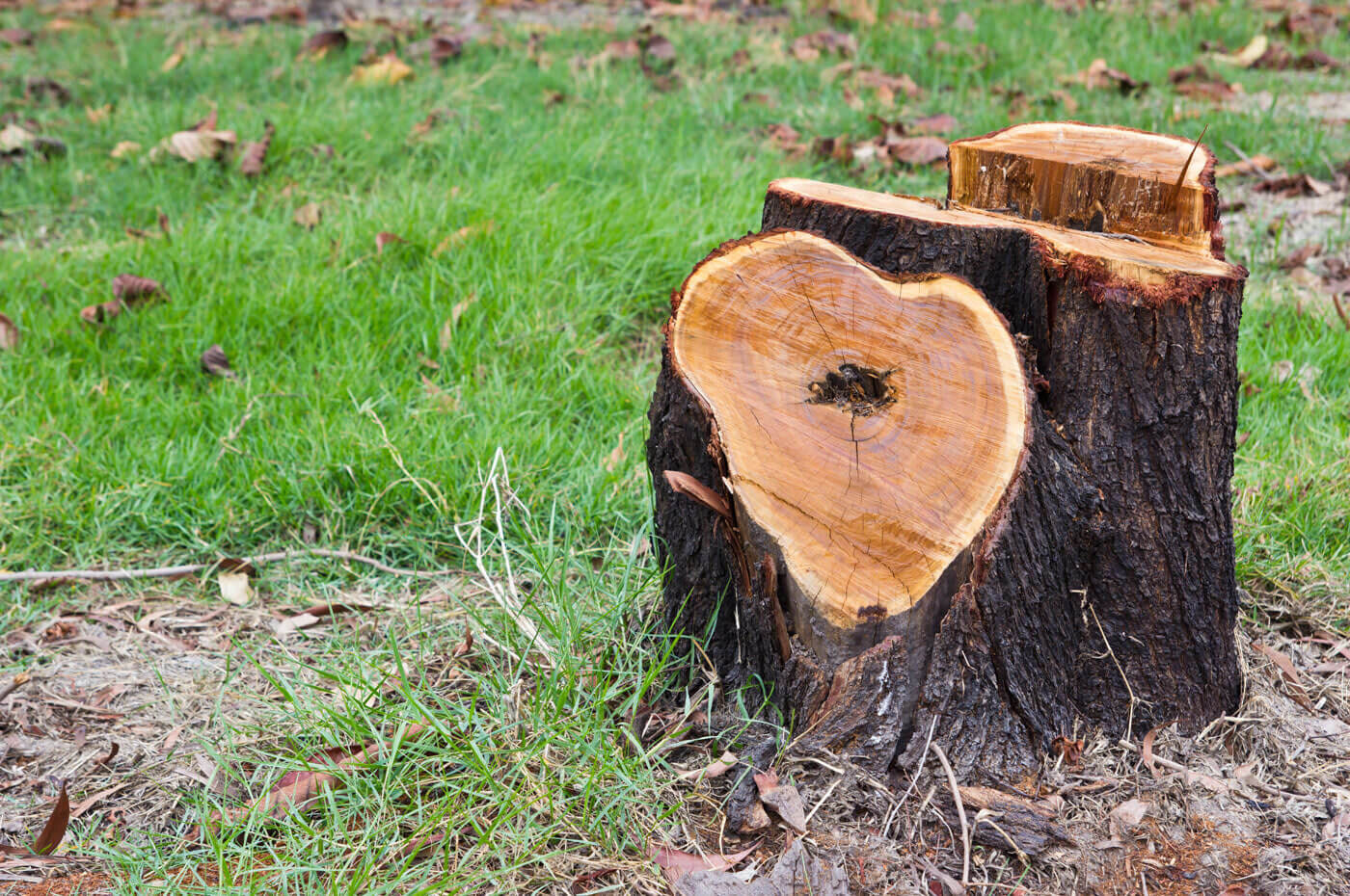 Stump Removal